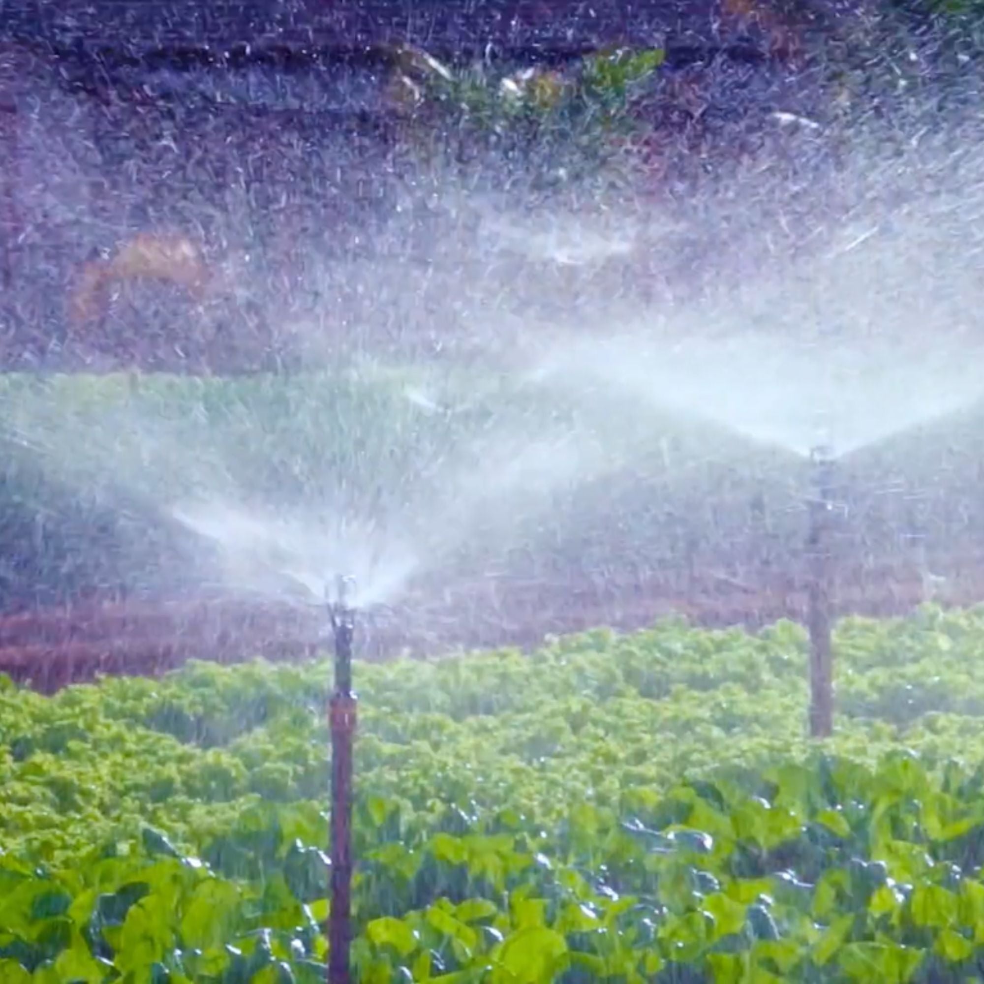 Aspersor Agrojet P3 com Rosca Externa de 1/2" - 6 unid. - Zanagro