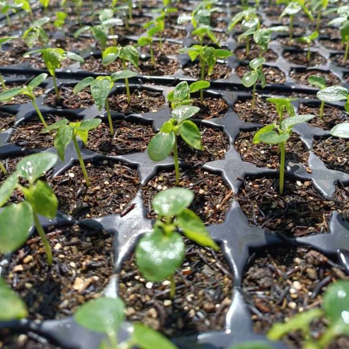 Bandeja para Mudas 200 Células Flexível Nutriplan - 50 unid. - Zanagro