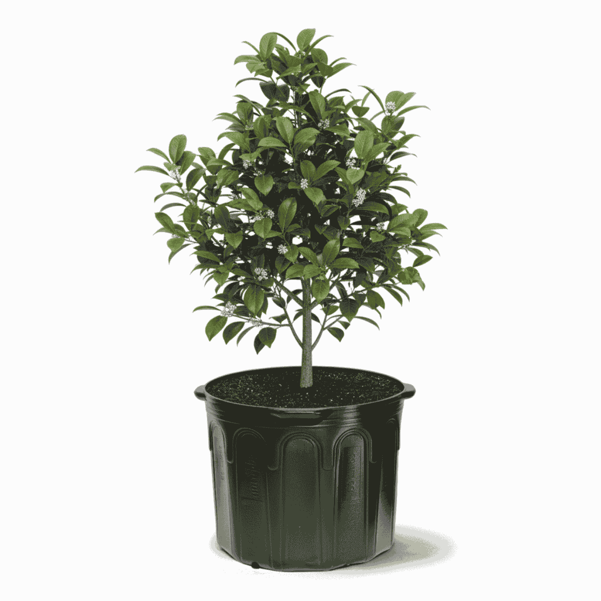 Embalagem para Muda 60 Litros com Alça Nutriplan - 5 unid. - Zanagro