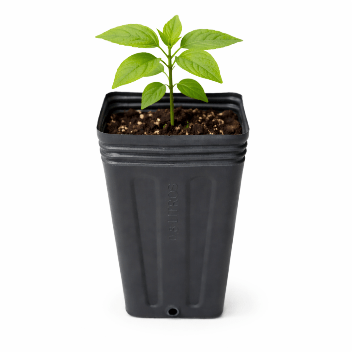 Embalagem para Mudas 0,8 Litros Nutriplan - 25 unid - Zanagro