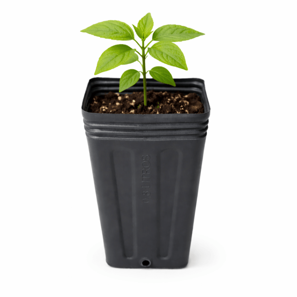 Embalagem para Mudas 0,8 Litros Nutriplan - 50 unid - Zanagro
