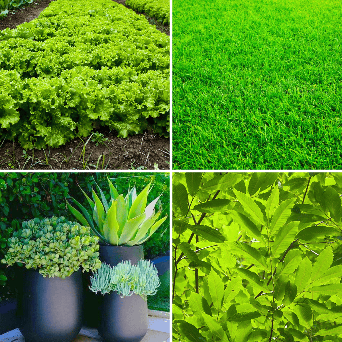 Fertilizante Premium Nutriverde para Folhagens e Gramados 420g - Zanagro