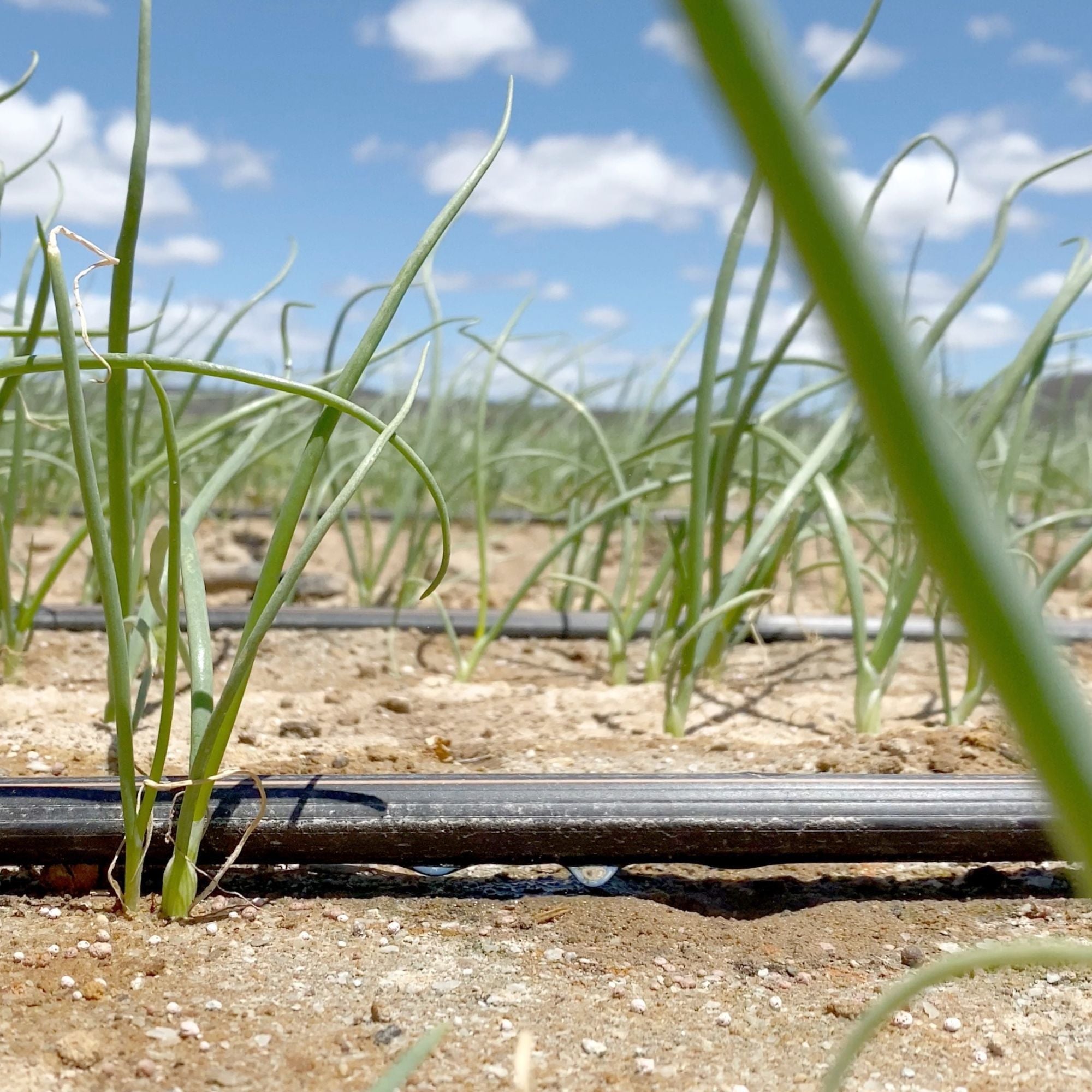 Kit Irrigação por Gotejamento (1.000m tubo + Conexões com Anel Liso) - Zanagro