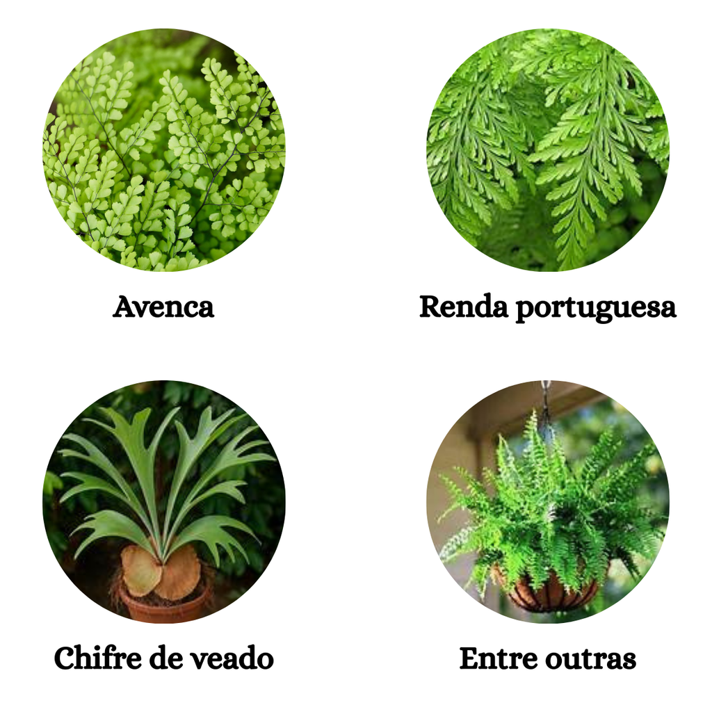 Kit Vaso Nutricoco Nutriplan com Prato e Corrente + Fertilizante Samambaia - Zanagro