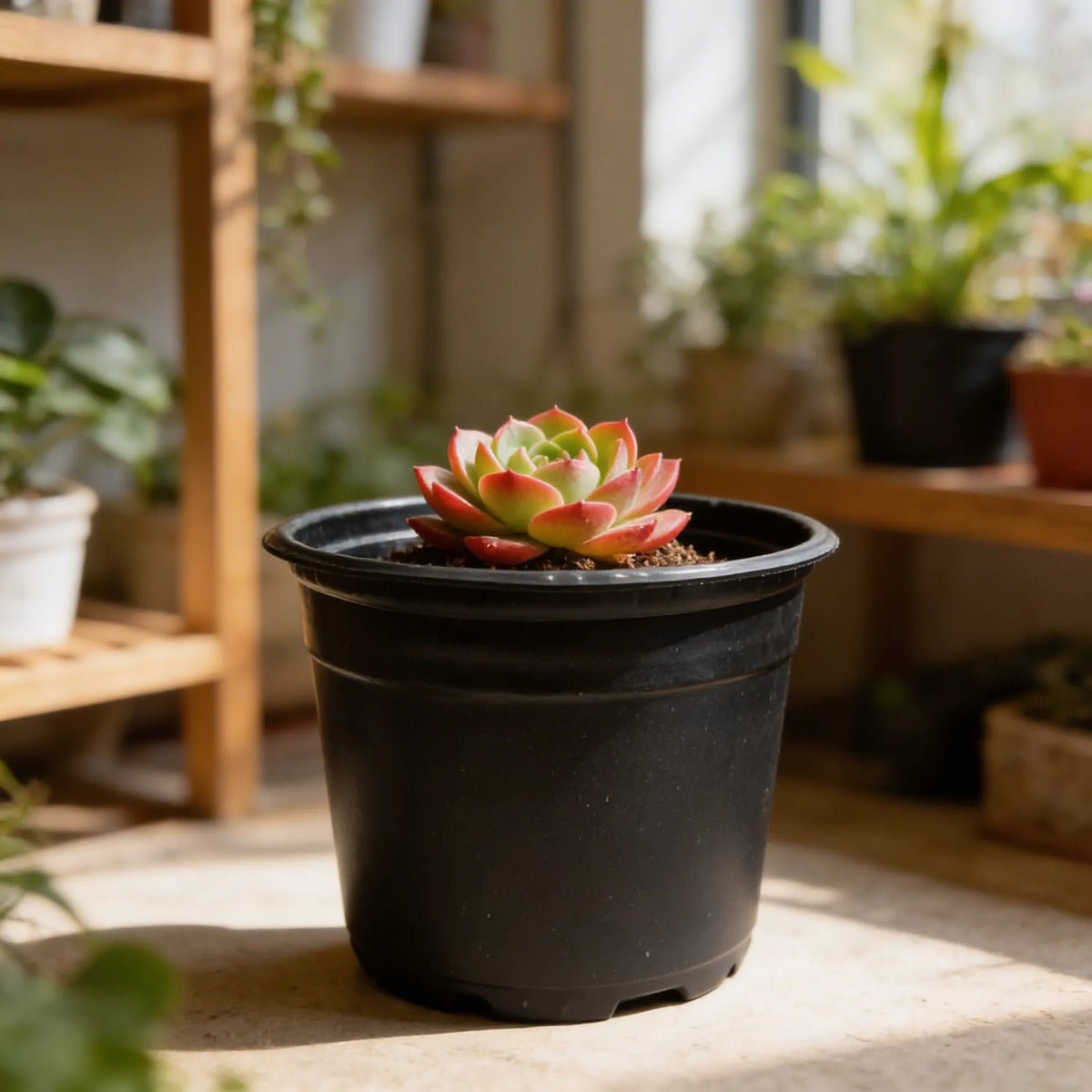 Pote Holambra NP13 Preto Nutriplan - 100 unid. - Zanagro