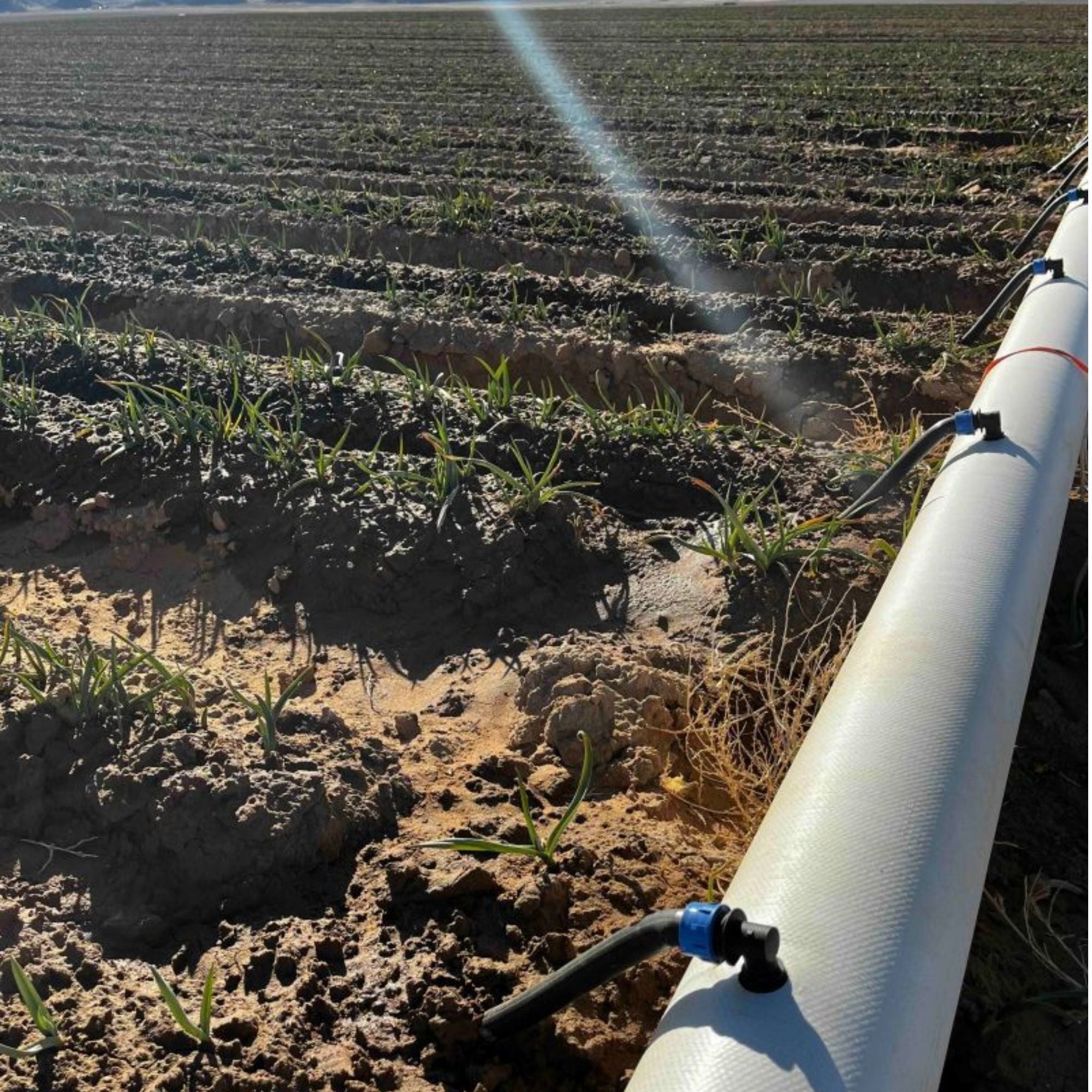 Tubo Flexível Flexnet 3" 50cm 1/2"RF Netafim - 100 metros - Zanagro