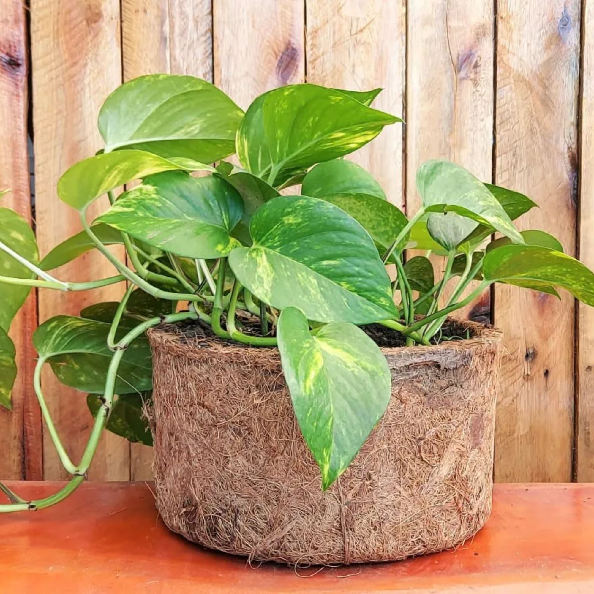 Vaso Nutricoco Nº 2 em Fibra de Coco Natural - Nutriplan - Zanagro