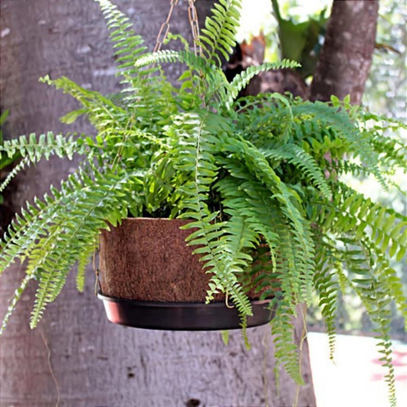 Vaso Nutricoco Nº 4 em Fibra de Coco Natural - Nutriplan - Zanagro