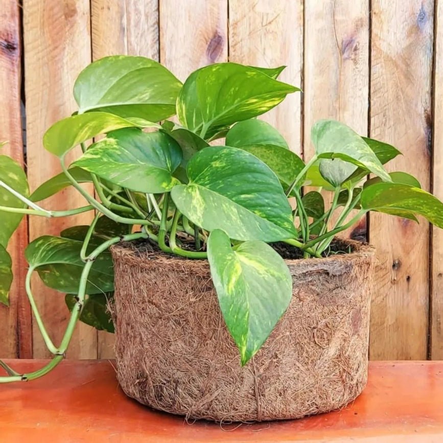 Vaso Nutricoco Nº 5 em Fibra de Coco Natural - Nutriplan - Zanagro